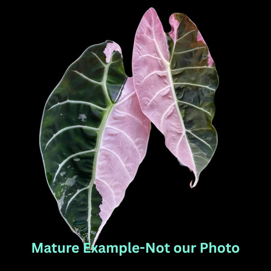 Alocasia Watsoniana Doff Var (9cm Pot)- Pre Order JU69