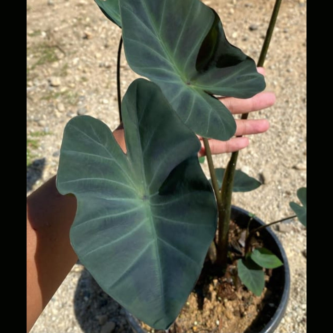 Colocasia Kopecka (PRE-ORDER)-COLO65