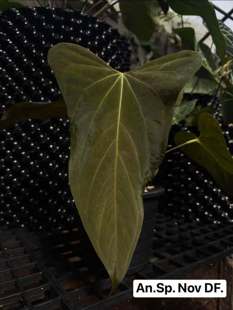 Anthurium SP. Nov DF x Carlablackiae AU #1