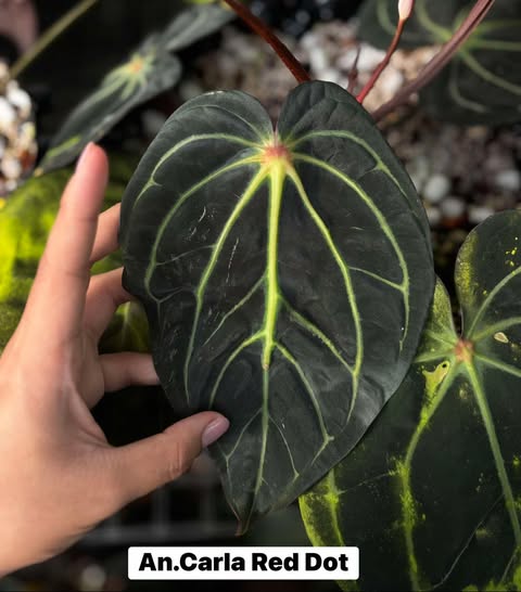 Anthurium Carla Red Dot x BVEP (Scott Cohen)