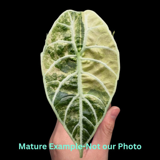 Alocasia Watsoniana Var (9cm Pot)- Pre Order JU70
