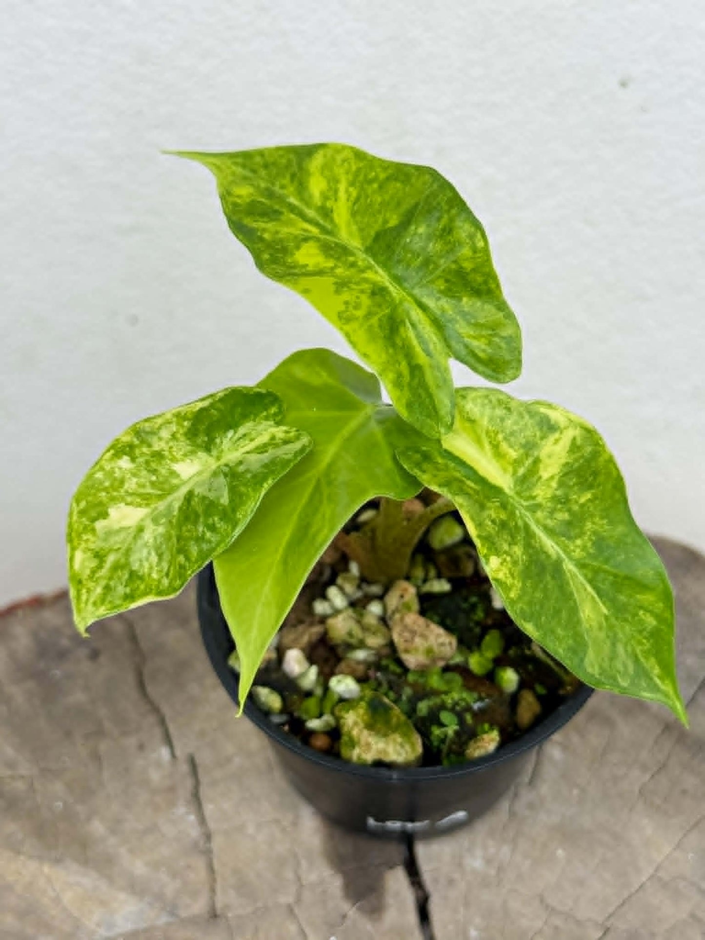 Alocasia Low Rider Aurea - Pre Order