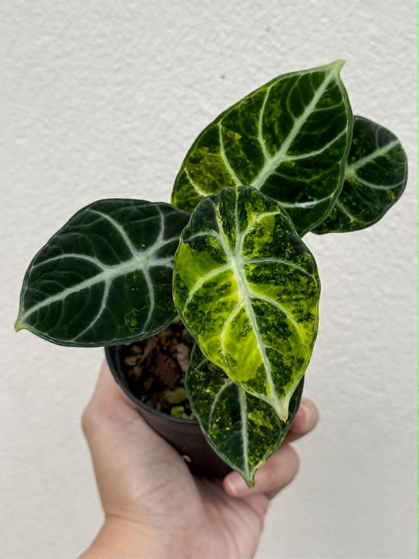 Alocasia Ninja Aurea - Pre Order