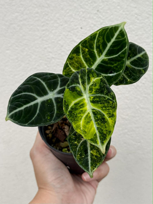 Alocasia Ninja Aurea - Pre Order