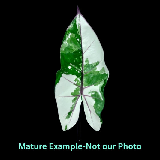 Alocasia Black Stem Albo Var (9cm Pot)- Pre Order JU71