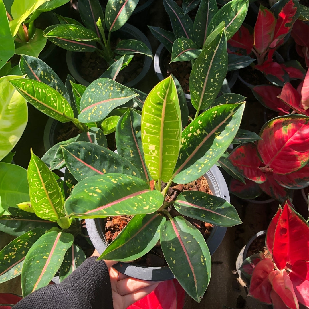 Aglaonema Kuu Banlung (new) (PRE-ORDER) - JAN067