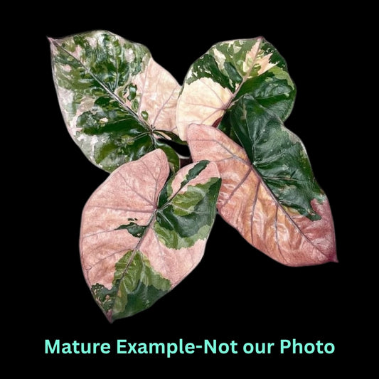 Alocasia Yucatan Pink Var (9cm Pot)- Pre Order JU72