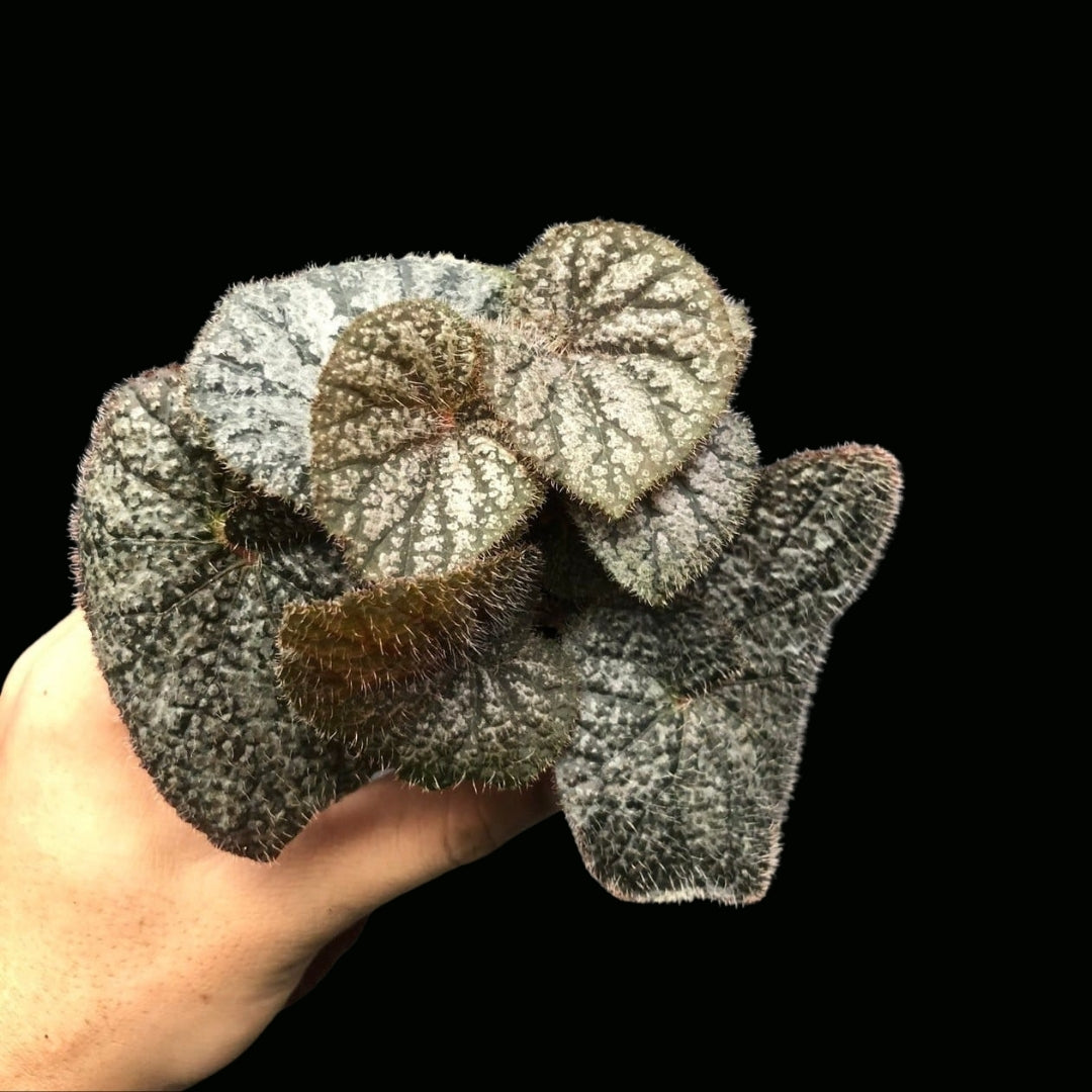 Begonia HB. Brown Shellfish (PRE-ORDER)-JUL065 – Fuzzy Roots