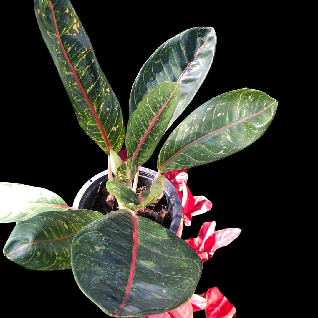 Aglaonema Kuu Banlung (old) (PRE-ORDER) - JAN068