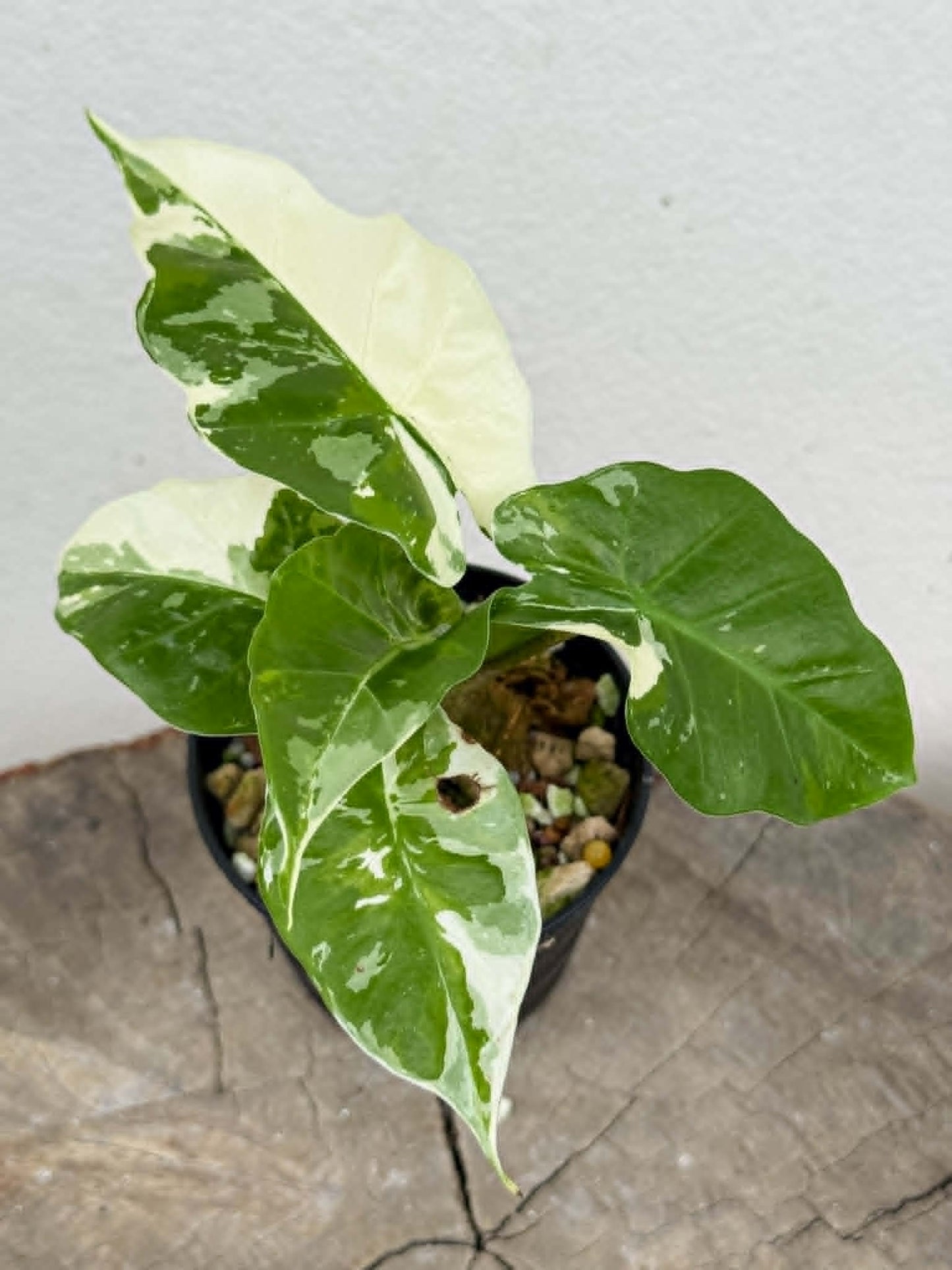 Alocasia Low Rider Albo - Pre Order