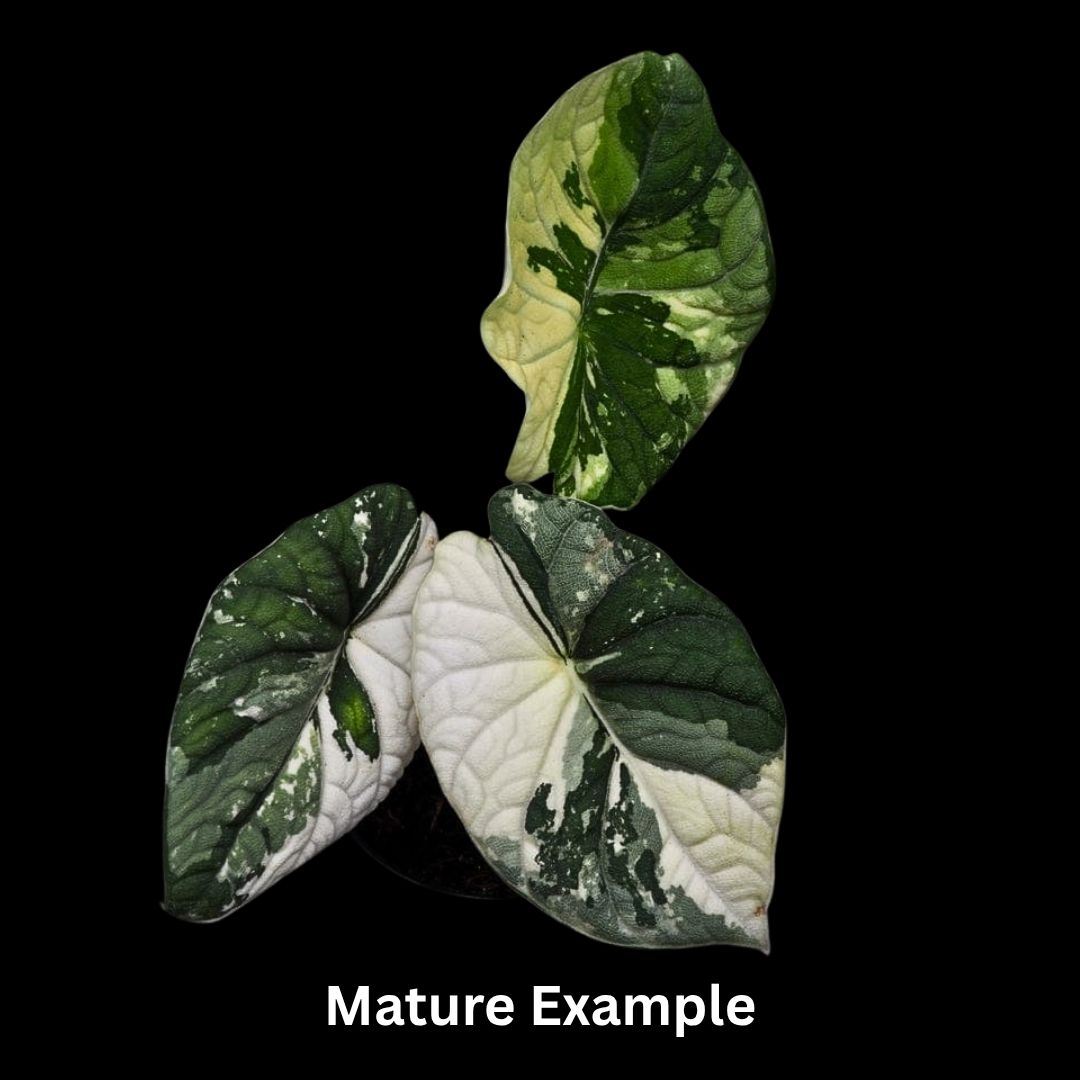 Alocasia Melo Albo Tissue Culture (PRE-ORDER)TC038
