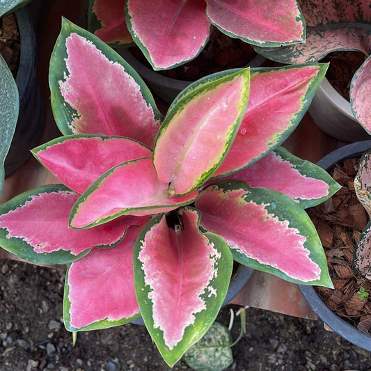 Aglaonema Kuubaramee (PRE-ORDER) - JAN069