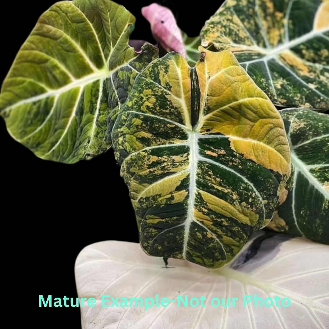 Alocasia Black Velvet Aurea Var (9cm Pot)- Pre Order JU74