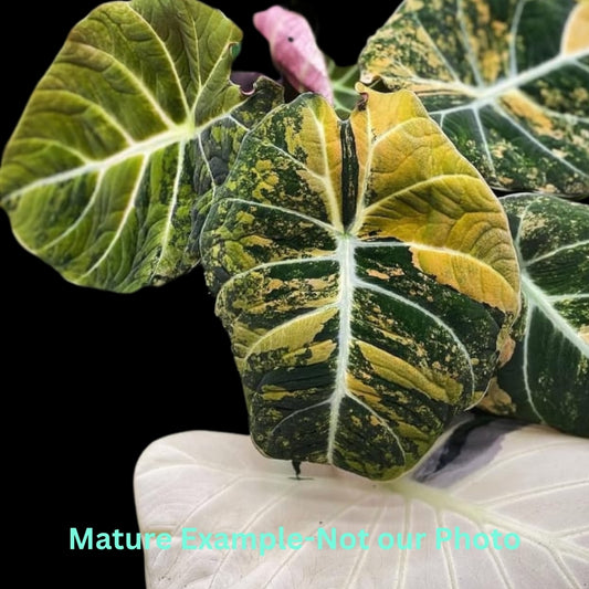 Alocasia Black Velvet Aurea Var (9cm Pot)- Pre Order JU74