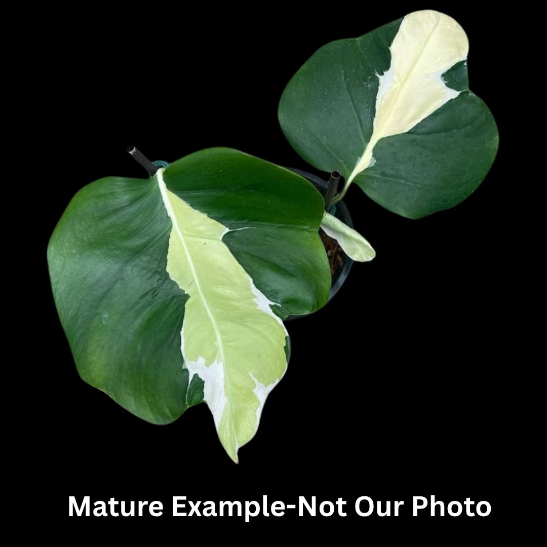 Monstera White Lava Tissue Culture (PRE-ORDER) -TC0102