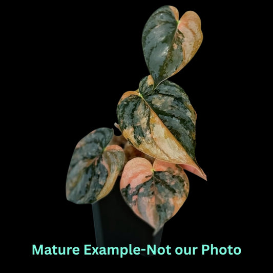 Philodendron Brandi Pink Var (7cm Pot) - Pre Order JU6