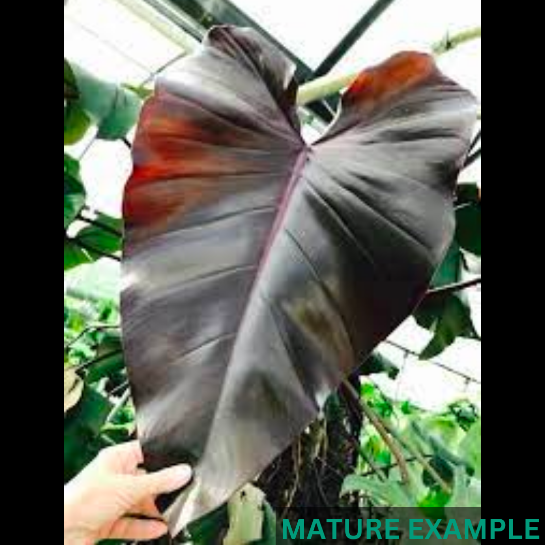 Philodendron Black Majesty