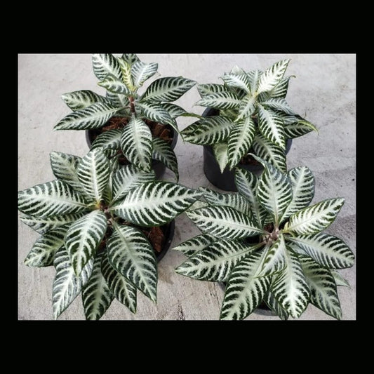 Zebra Plant (PRE-ORDER)-JUL06