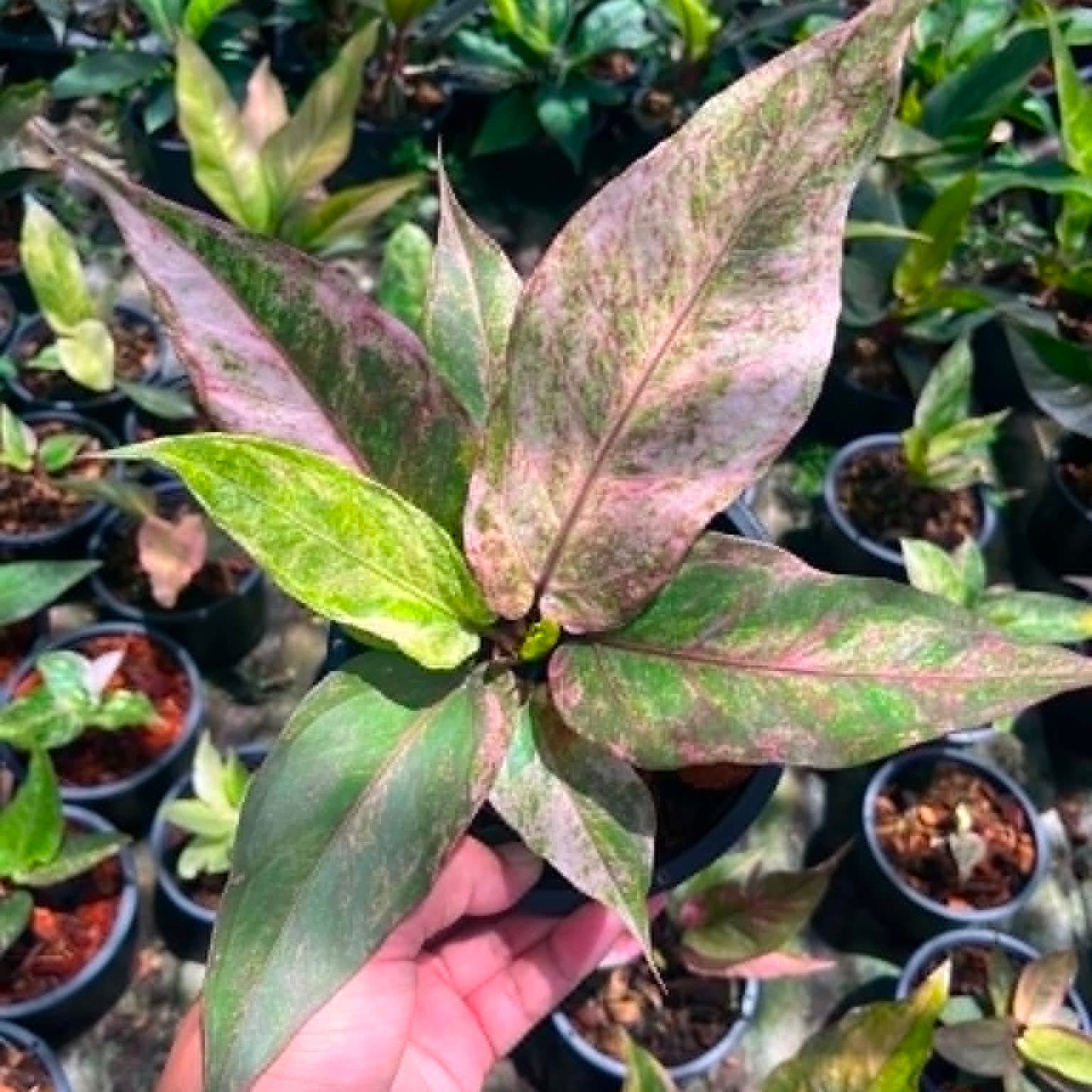 Anthurium 'Renaissance' Variegated - Pre Order