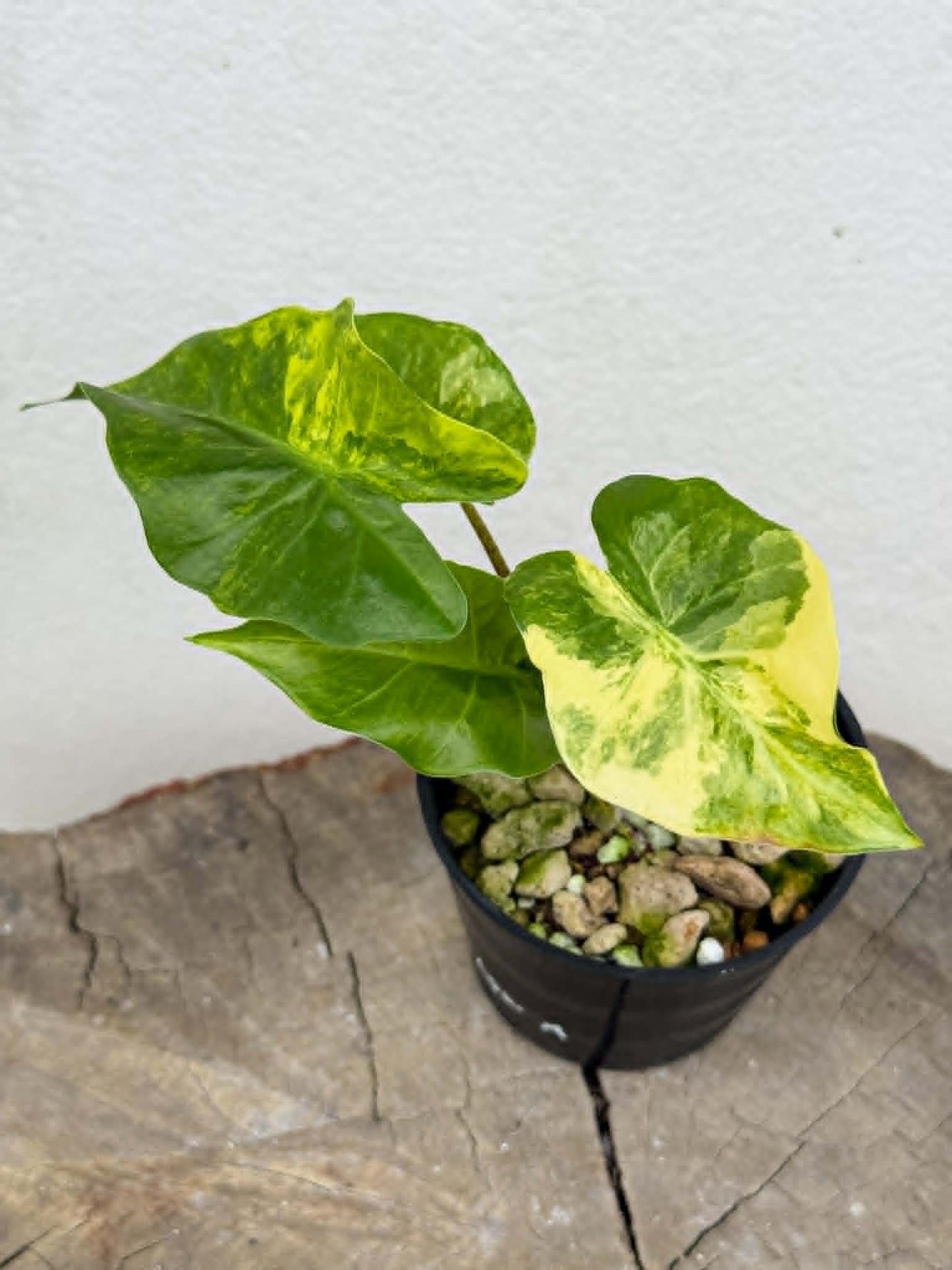 Alocasia Low Rider Aurea - Pre Order