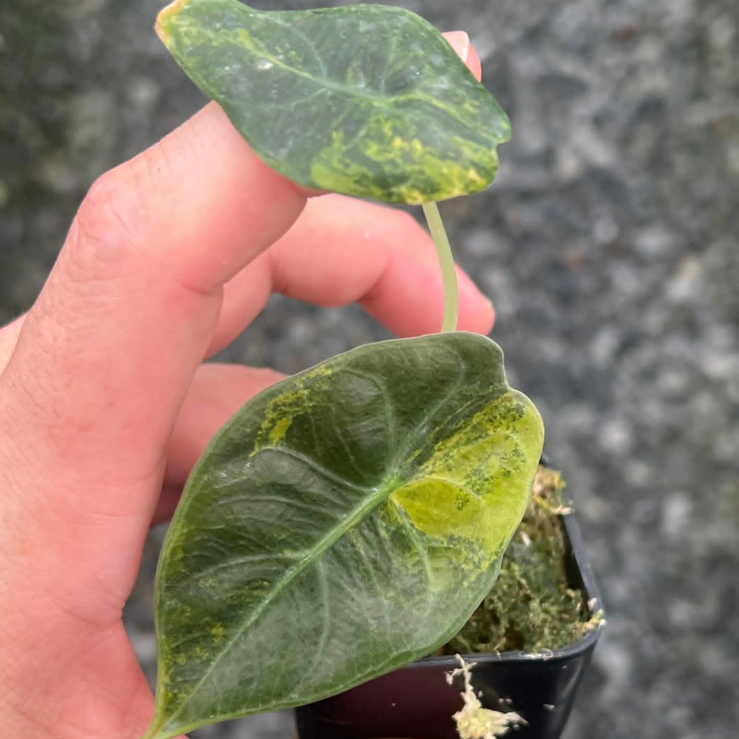 Alocasia Sedenii Aurea A - Pre Order