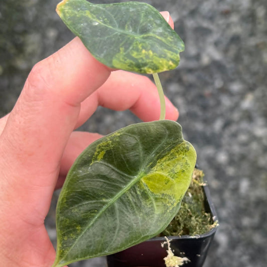 Alocasia Sedenii Aurea A - Pre Order