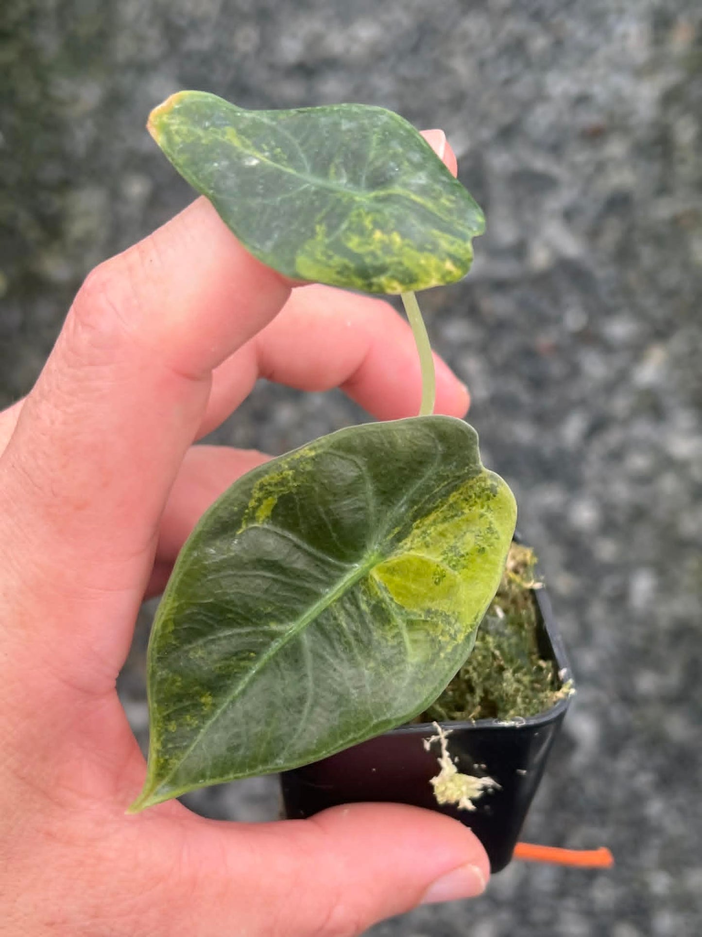Alocasia Sedenii Aurea A - Pre Order