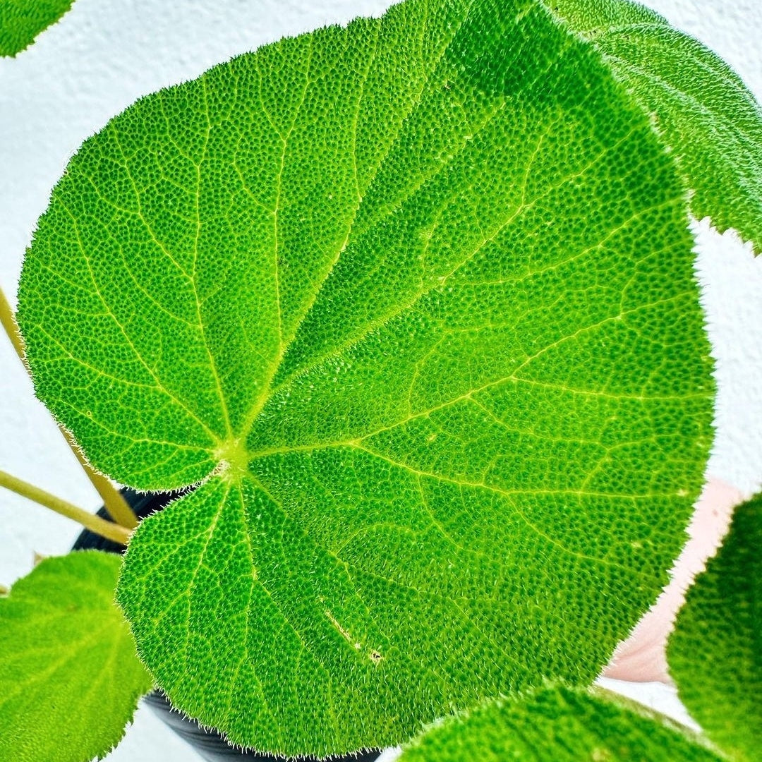 Begonia Green Carpet (PRE-ORDER)-JUL059