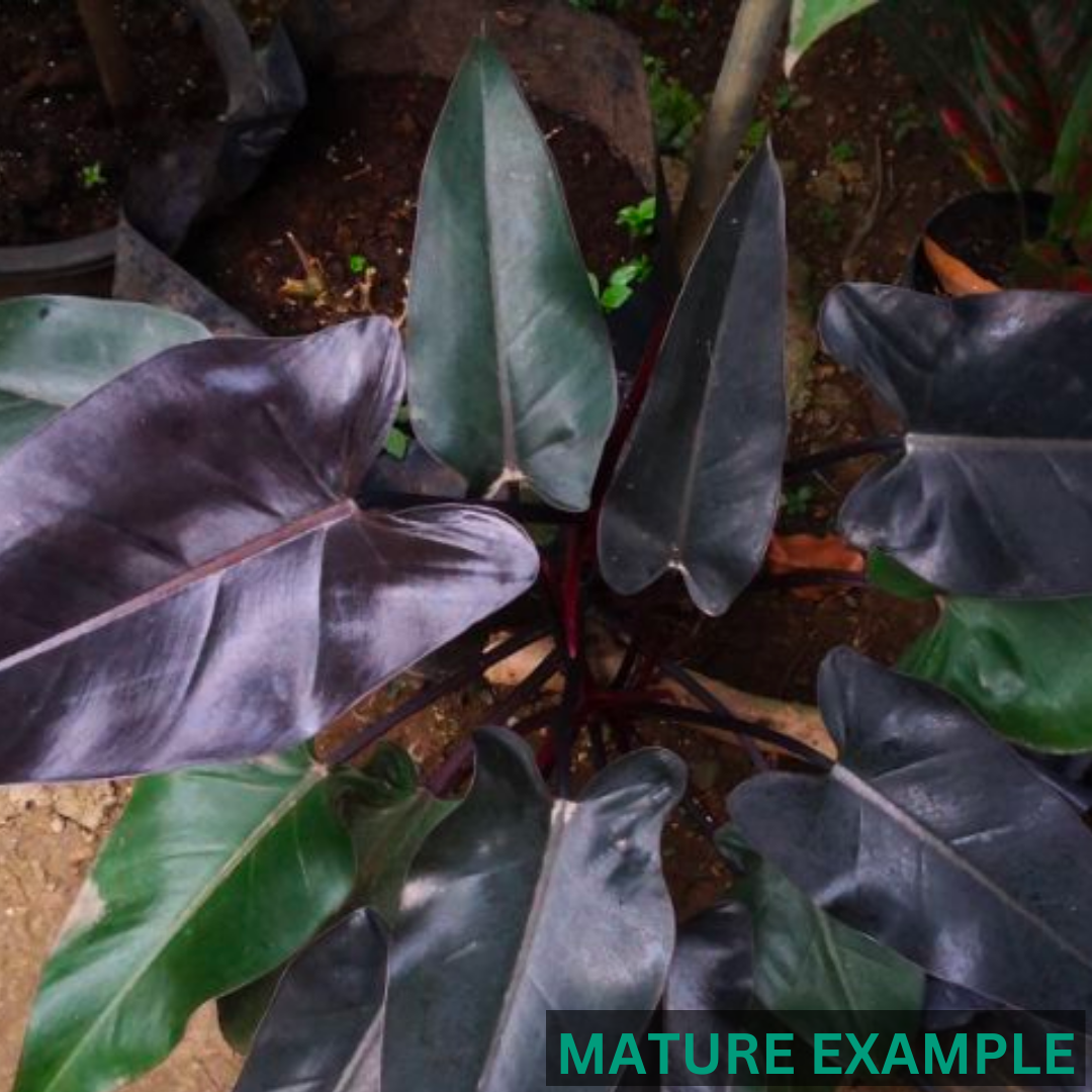 Philodendron Black Majesty