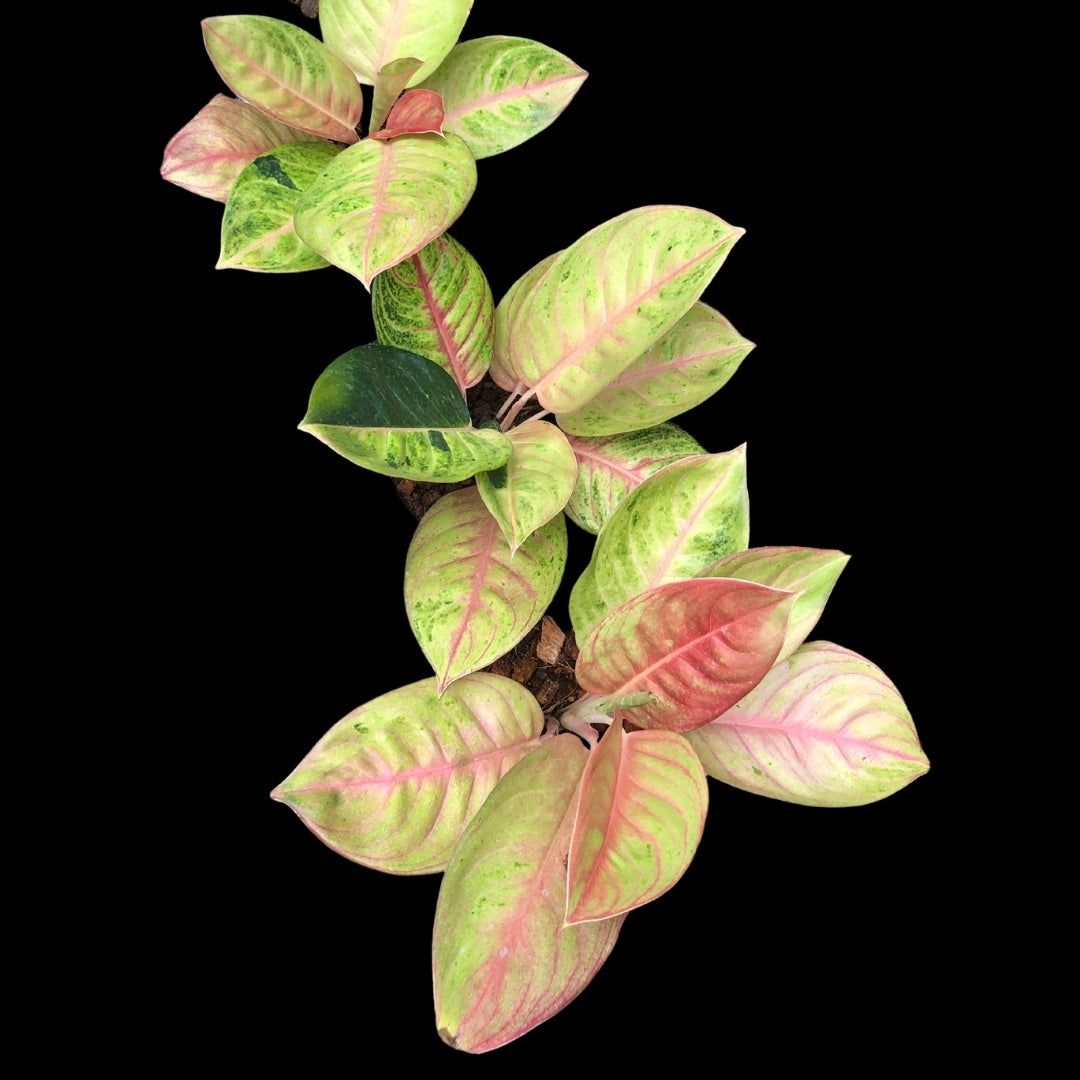 Aglaonema Kwak Tong kham (PRE-ORDER) - JAN070