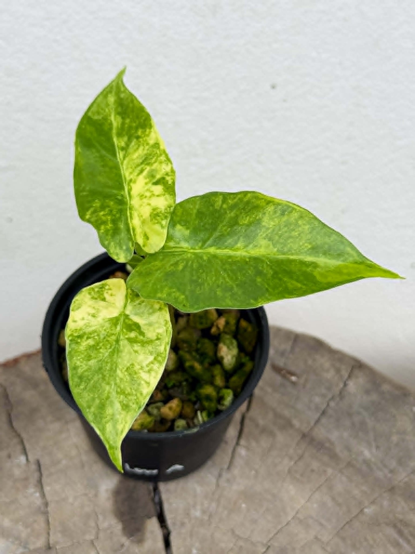 Alocasia Low Rider Aurea - Pre Order