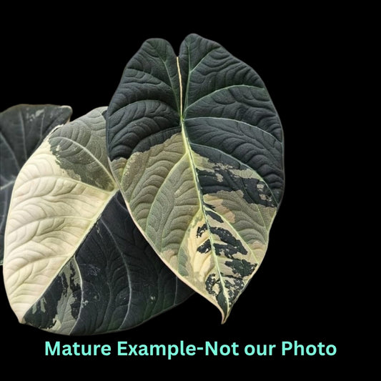 Alocasia Maharani Albo Var (9cm Pot)- Pre Order JU75