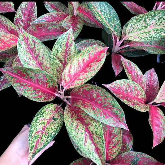 Aglaonema Lai Nam Thong (PRE-ORDER) - JAN071