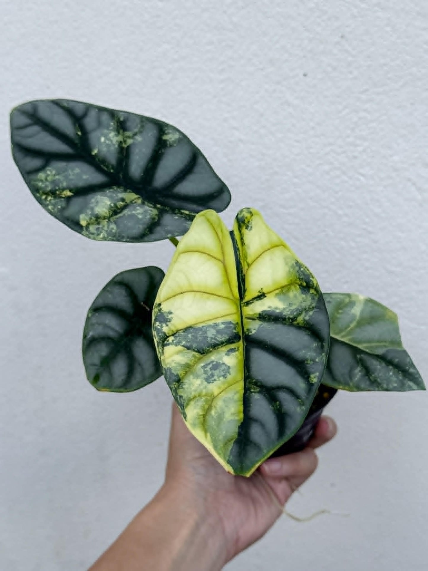 Alocasia Silver Dragon Aurea - Pre Order