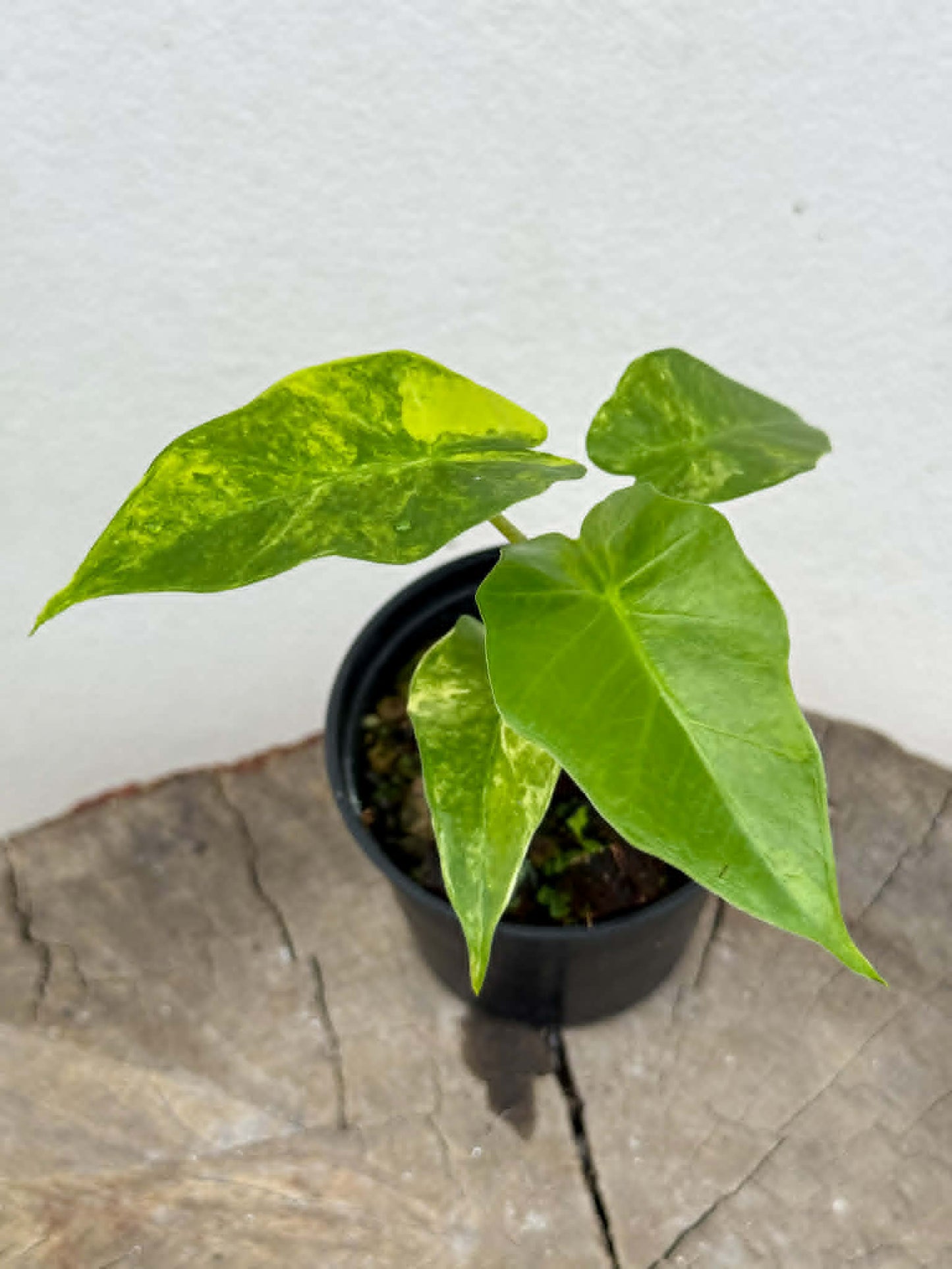 Alocasia Low Rider Aurea - Pre Order