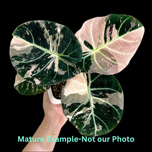Alocasia Black Velvet Pink Var (9cm Pot)- Pre Order JU76