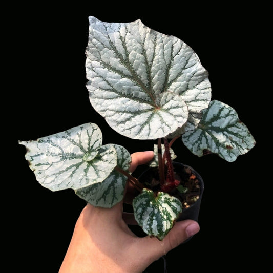 Begonia HB. Silver Spiral  (PRE-ORDER)-JUL072