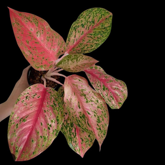 Aglaonema Laksub (PRE-ORDER) - JAN072