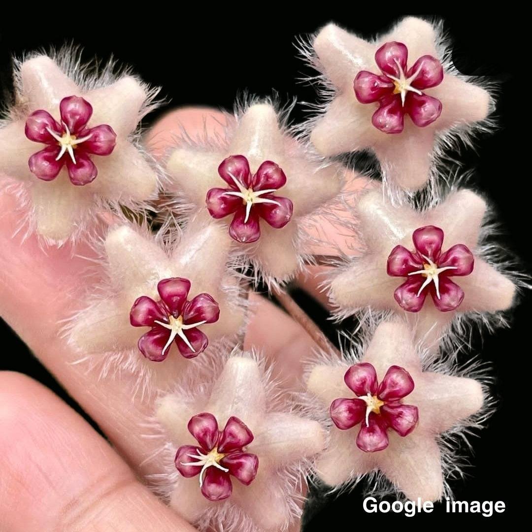 Hoya Caudata sumatra Large (PRE-ORDER)-JULY072