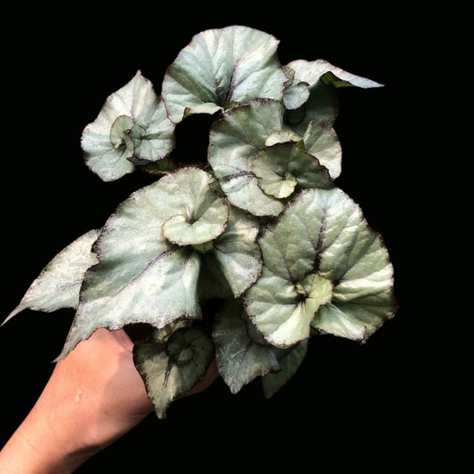 Begonia HB. Small Silver Clam (PRE-ORDER)-JUL073