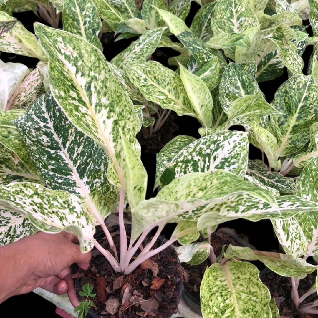 Aglaonema Laksub Gold (PRE-ORDER) - JAN073