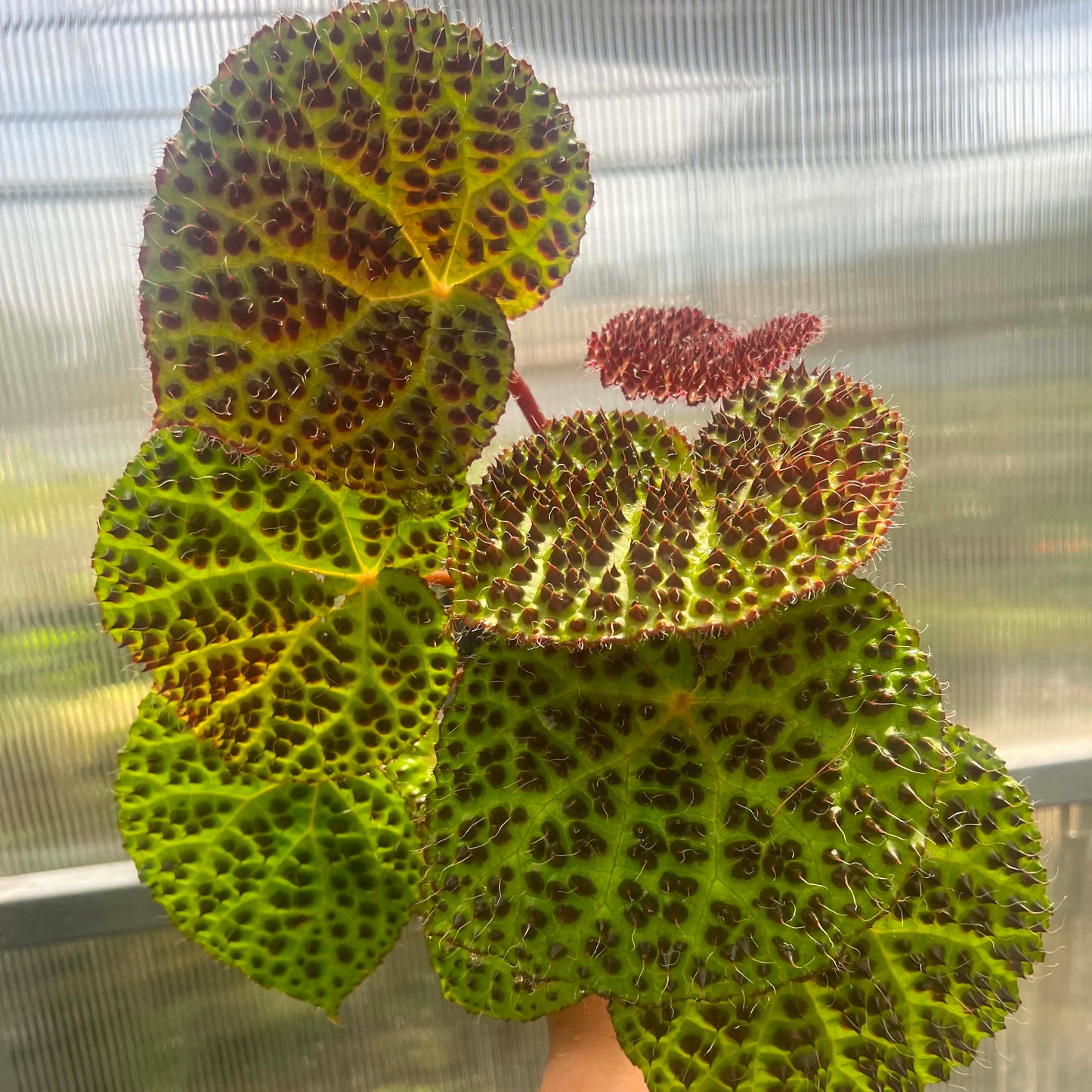 Begonia Hybrid A1  - Pre Order