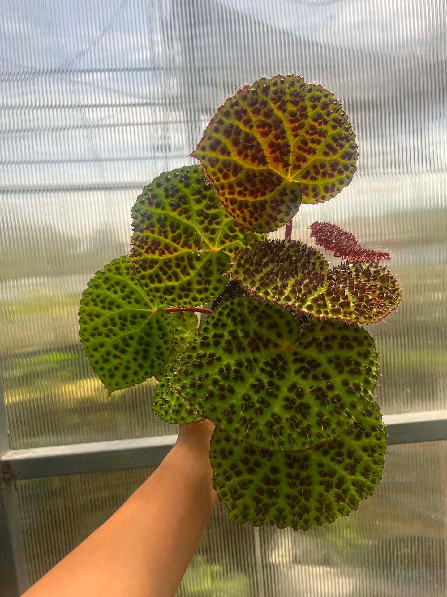 Begonia Hybrid A1  - Pre Order