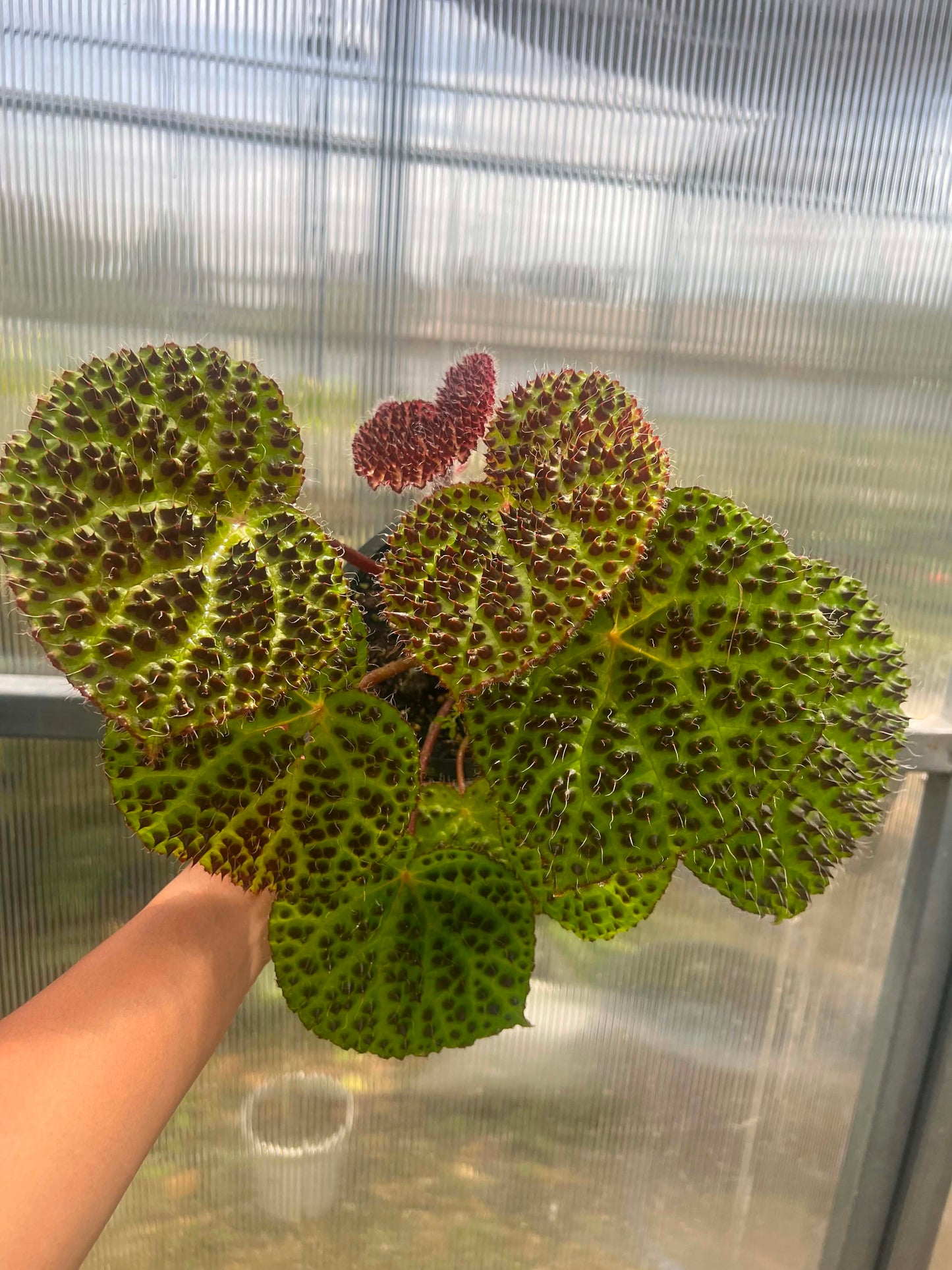 Begonia Hybrid A1  - Pre Order