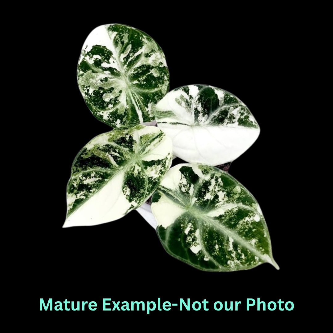 Alocasia Ninja Albo Var - Pre Order JU89