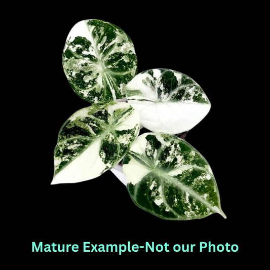Alocasia Ninja Albo Var - Pre Order JU89