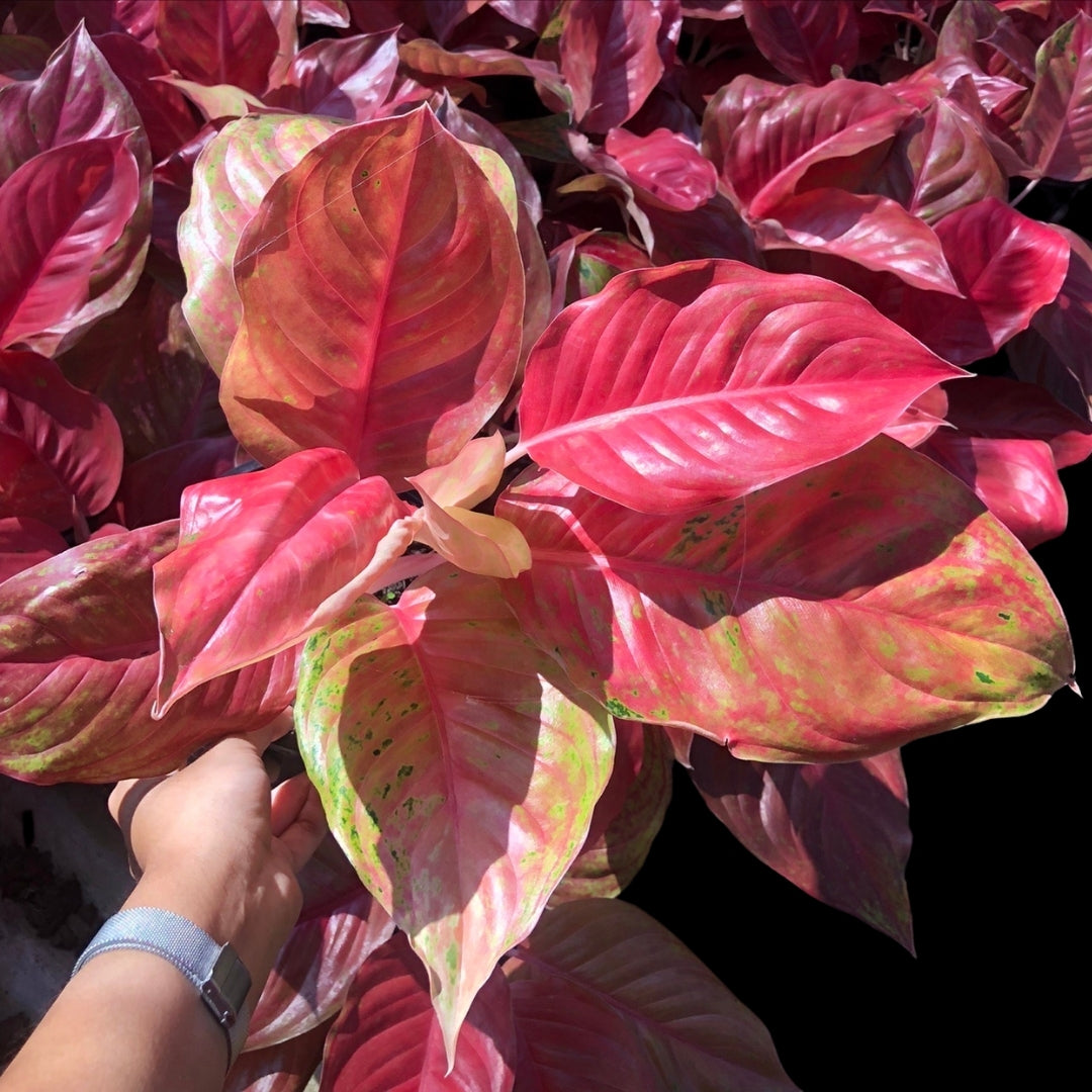 Aglaonema Laksub Pink (PRE-ORDER) - JAN074