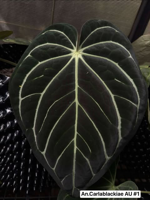 Anthurium SP. Nov DF x Carlablackiae AU #1