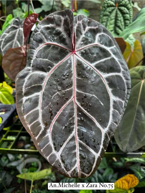 Anthurium (Michelle x Zara No.75) x Angela HB