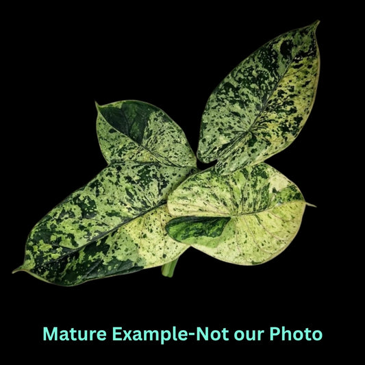 Alocasia Dragon Scale Mint Var - Pre Order JU78
